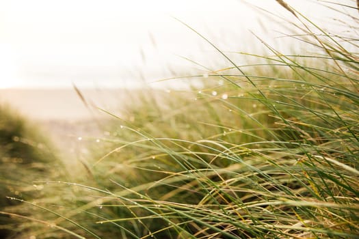 Long grass on the sand dunes is blowing in the wind.