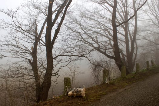 Foggy road and trees. Early morning landscape, Germany