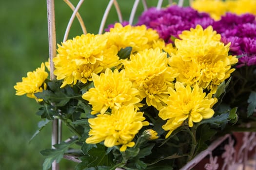 Flowers in the garden for landscape design in homestead