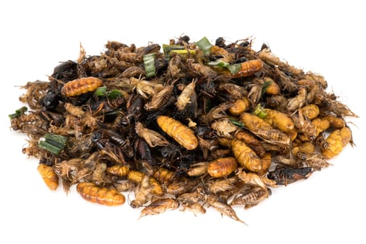Insects for eating,alternative diet on a white background