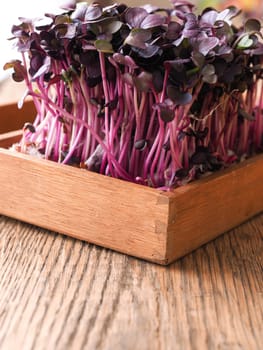 Red radish sprouts in a wooden box on a ktichen table