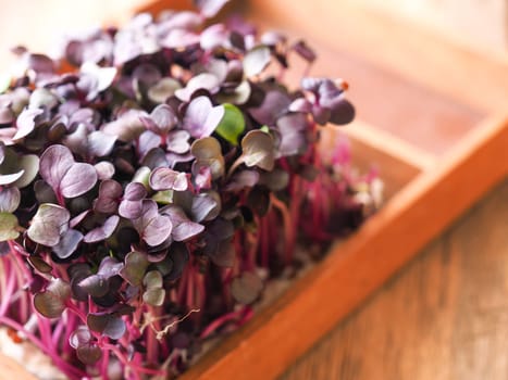 Red radish sprouts in a wooden box on a ktichen table