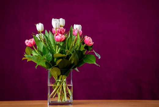 bouquet of white and pink tulips  in front of wine-red  background