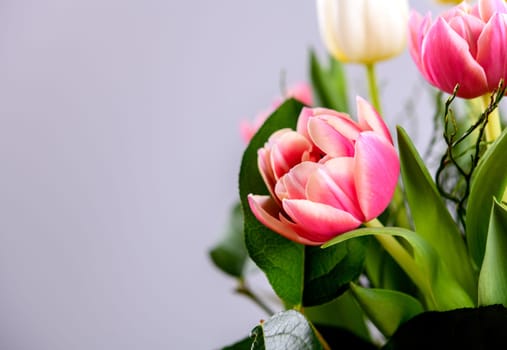 bouquet of white and pink tulips  in front of bright  background