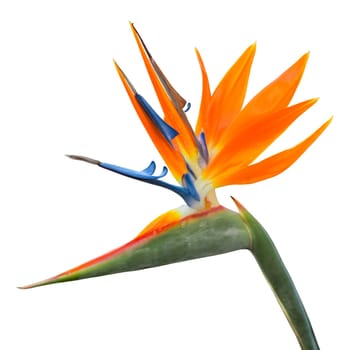 Exotic tropical flower of Strelitzia reginae or bird of paradise isolated on white