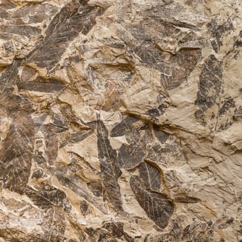 Imprint of fossil prehistoric plant leaves on stone