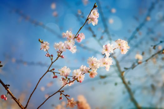 Blossom tree over nature background/ Spring flowers/Spring Background