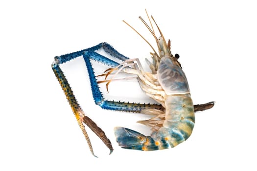 Shrimp isolated,close-up of crustacean on a white background