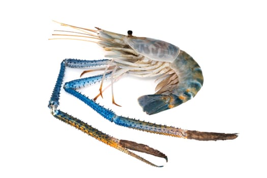 Shrimp isolated,close-up of crustacean on white background