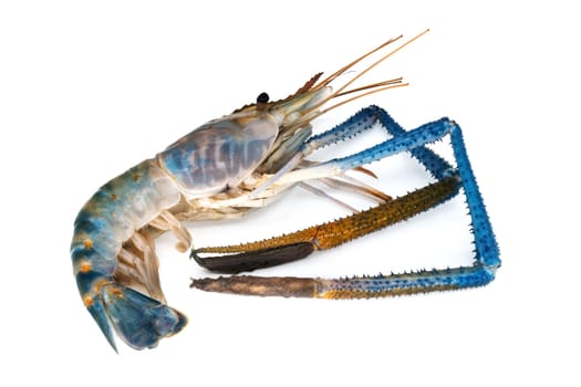 Shrimp isolated,close-up of crustacean on white background