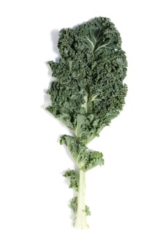 Curly leaf kale isolated on a white background.
