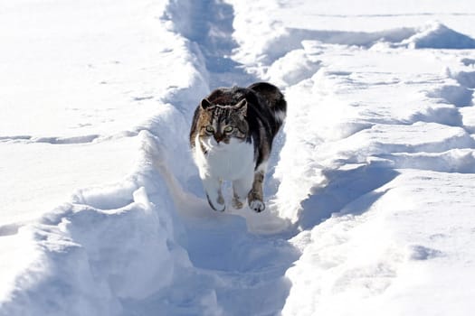 A small white-brown cat happily hops through the snow in winter