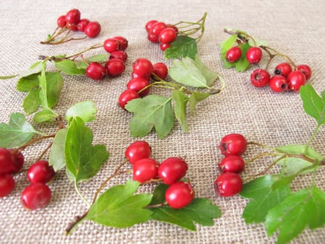 Hawthorn in leaves and berries
