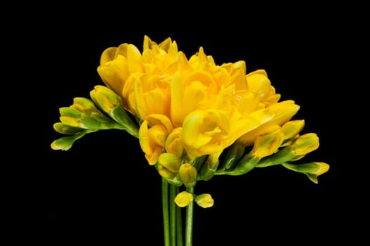 Yellow freesia,flower in spring with black background