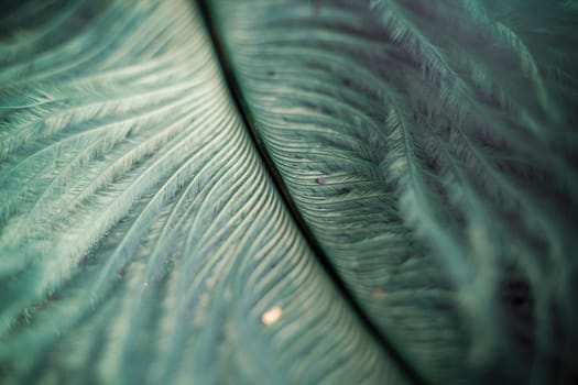 Soft feather with sparkles with artistic bright light and shadows. Soft blurred background of artistic close-up glitter macro image.