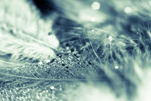 Soft feather with sparkles with artistic bright light and shadows. Soft blurred background of artistic close-up glitter macro image.