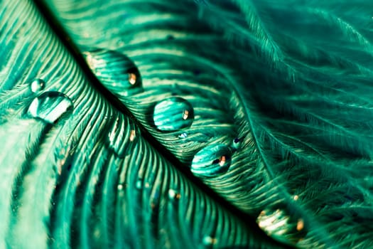 Soft feather with sparkles with artistic bright light and shadows. Soft blurred background of artistic close-up glitter macro image.