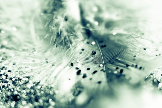 Soft feather with sparkles with artistic bright light and shadows. Soft blurred background of artistic close-up glitter macro image.