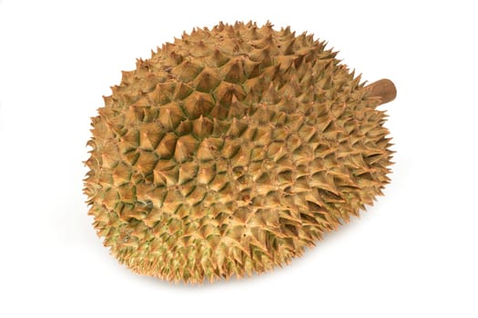 Durian,close-up of tropical stink fruit isolated on a white background