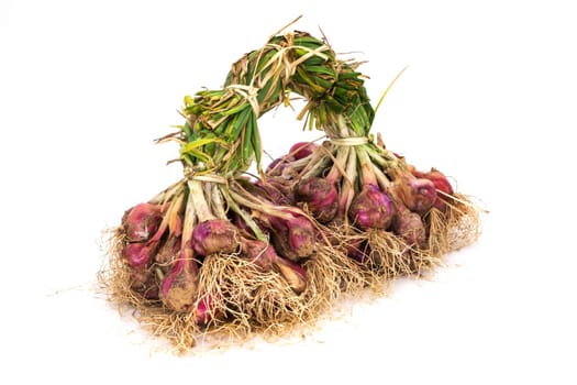 Onion after harvest,bunch kitchenzweibel with root on white background