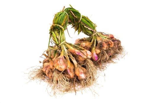 Onion after harvest,bunch kitchenzweibel with root on white background