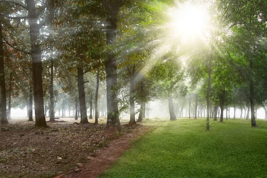 Green field with trees at spring to summer time with sunlight background