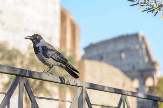 Crow in the italian capital city Rome