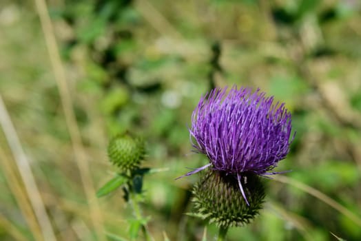 A nice blossom of a cardoon on defocused background