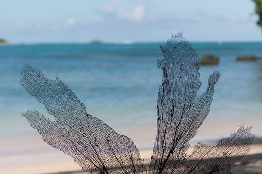 ocean sea in dominican republic in caribbean