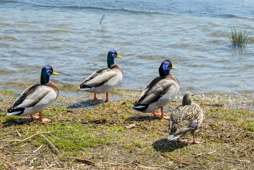 Ducks at castel Gandolfo Lake, a little town near Rome Italy