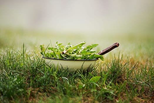 Picking with knife a fresh dandelion leaves in nature