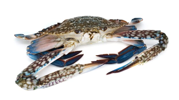Crab isolated,close-up of crustacean isolated on white background