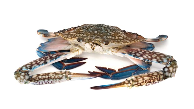 Crab isolated,close-up of crustacean isolated on white background