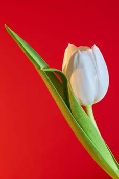 flowering white tulip with red background