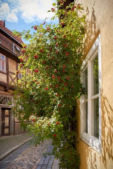 Alley in the old town of Quedlinburg with a rosehip bush