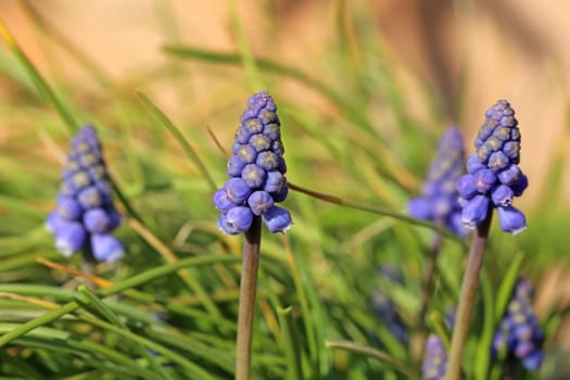 Grape hyacinths Muscari botryoides in March