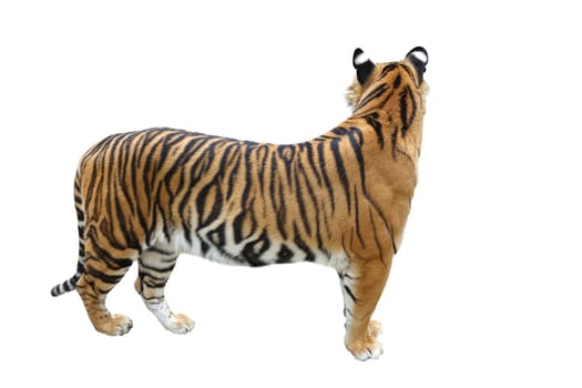 bangal tiger (Panthera tigris) isolated on white background