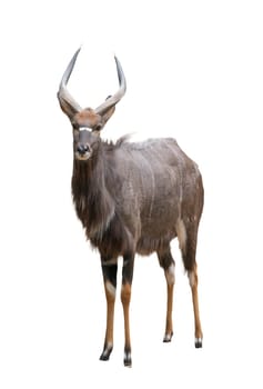 male nyala (tragelaphus angasii) isolated on white background