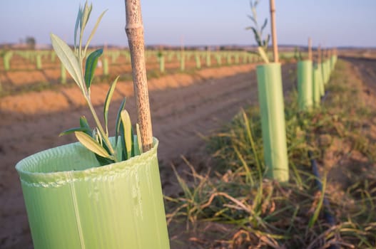 Olive young new trees plantation protected by tree shelter tubes. Closeup