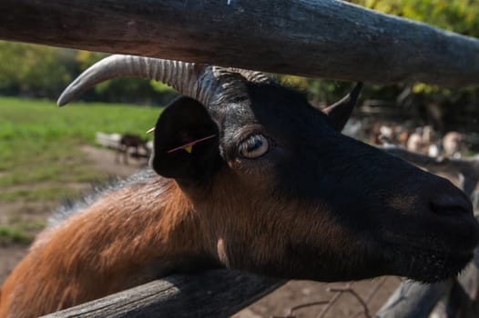 goat goat portrait closeup on the farm