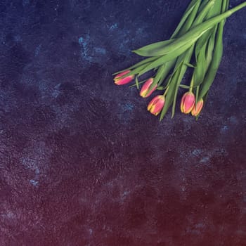 Tulips on darken concrete background for Mother's Day, spring time or Easter theme.