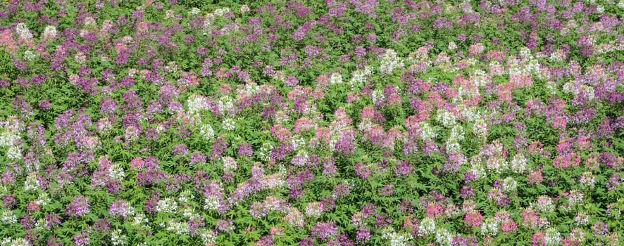 Pink and white Spider flower field