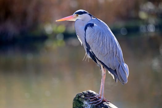 Grey heron Ardea cinerea in February