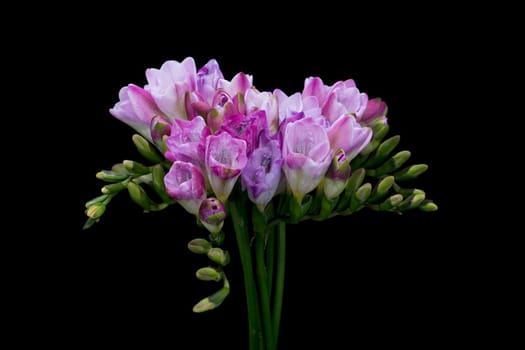 Freesie purple,close-up of the blooming flower in spring