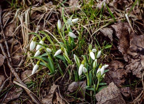 the first snowdrops against the background of dry leaves