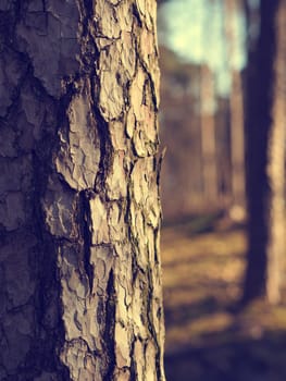 Close up of a beautiful tree on a cold morning, natural season background