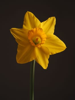 Beautiful single daffodil on a dark background, seasonal plant concept