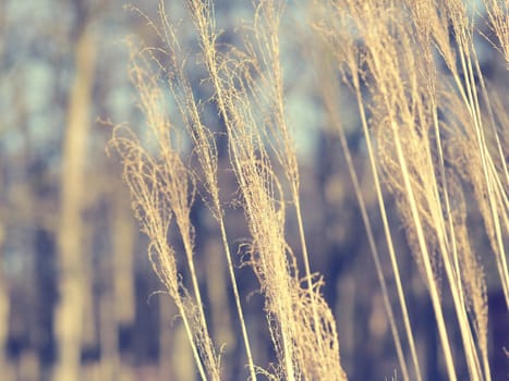 Close up of pampas grass on a cold day