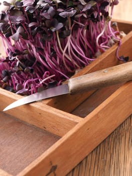 Red radish sprouts in a wooden box on a ktichen table
