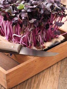 Red radish sprouts in a wooden box on a ktichen table